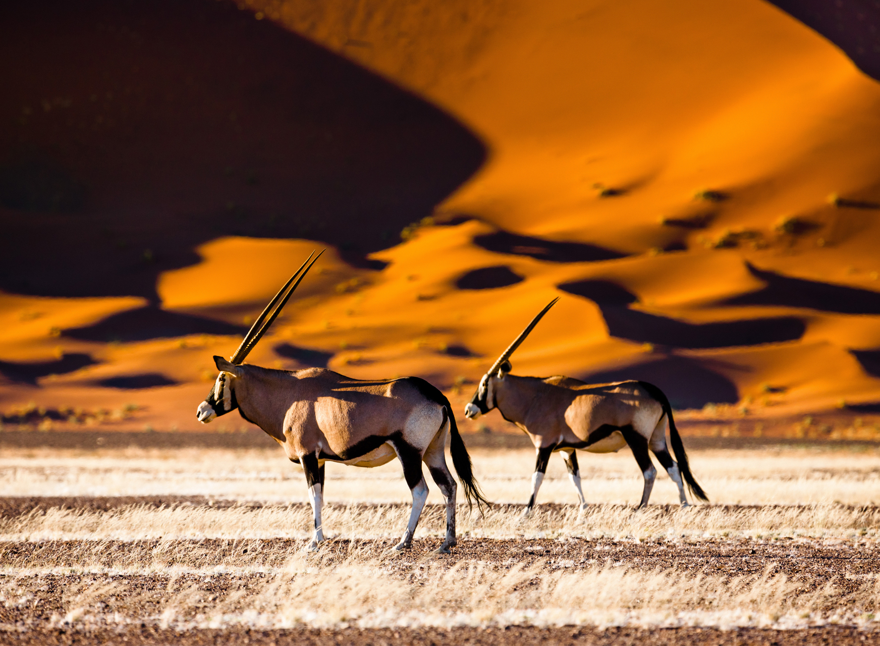 Life-Changing Encounters You Could Only Have in Namibia.