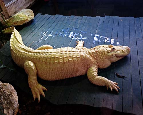 reptile2