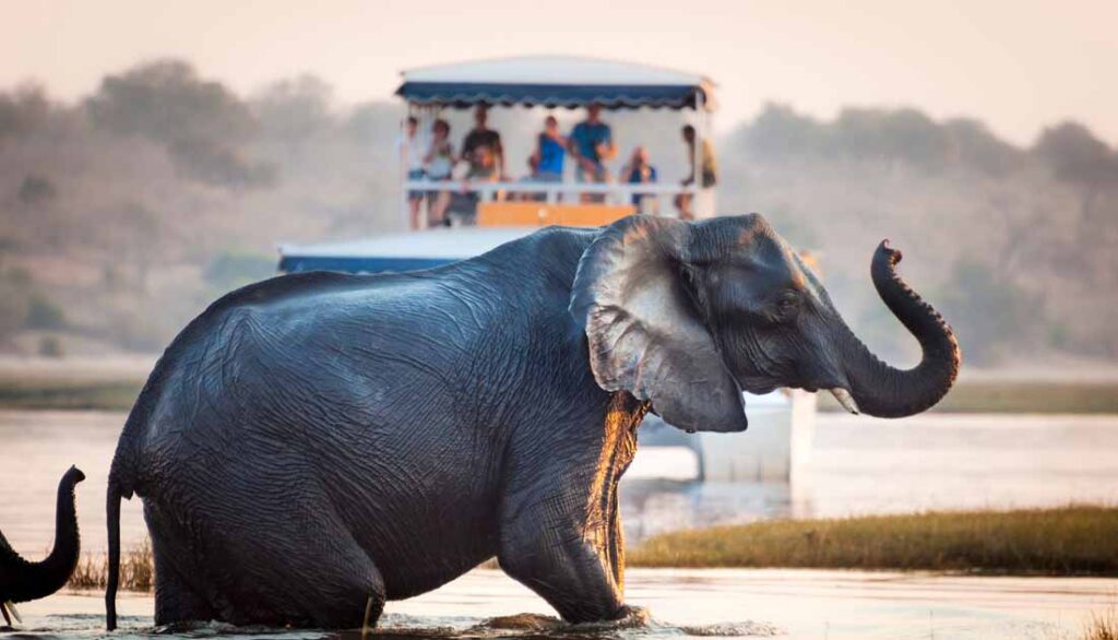 best safari destination in the world - Chobe National park, Botswana