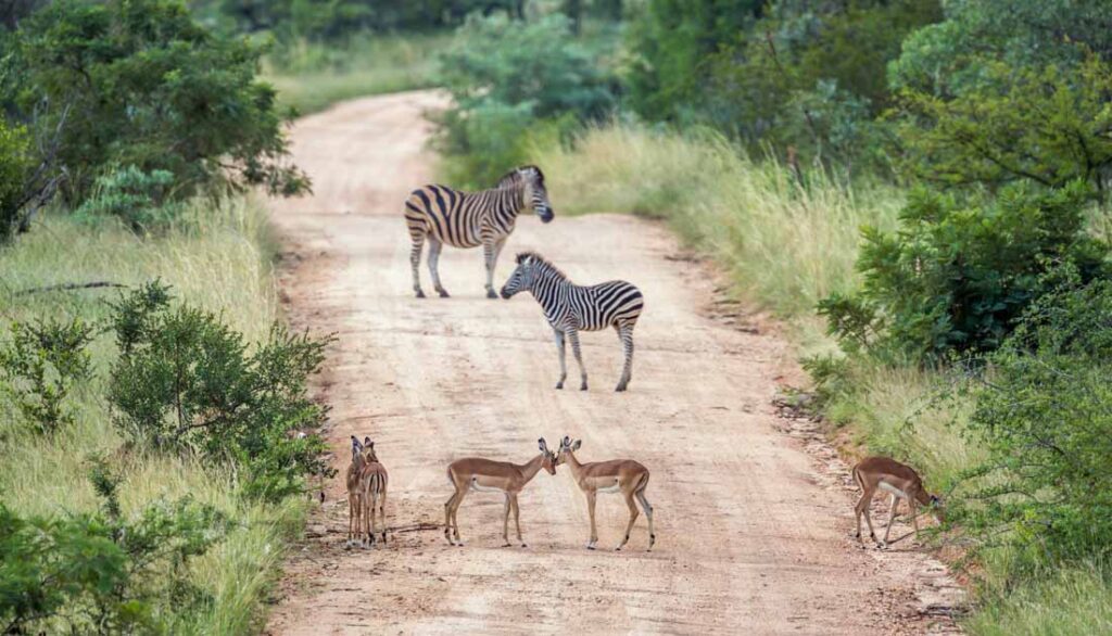 best safari destination in the world - Kruger National Park, South Africa