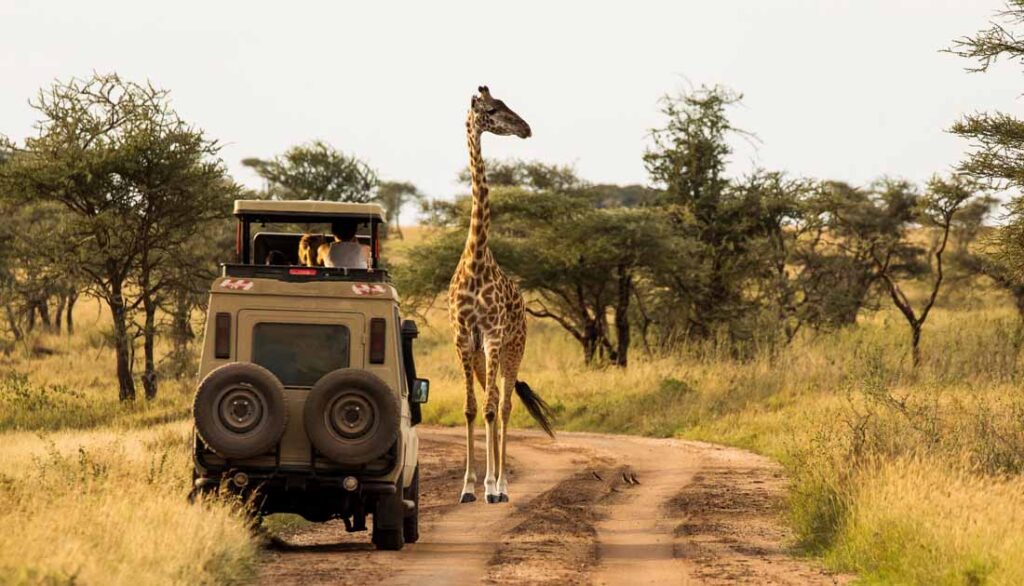 best safari destination in the world - Serengeti National Park, Tanzania