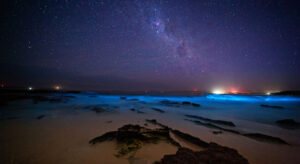 Follow the Glow: Top 15 Bioluminescent Beaches in the World