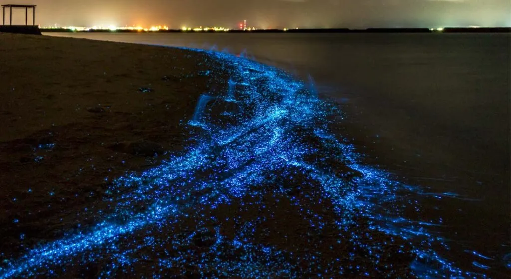 Bioluminescent Beaches in the World - Mudhdoo Island, Maldives