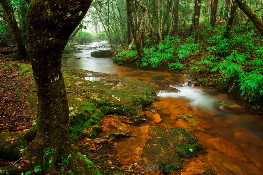 Bioluminescent Beaches in the World - Springbrook Park, Australia