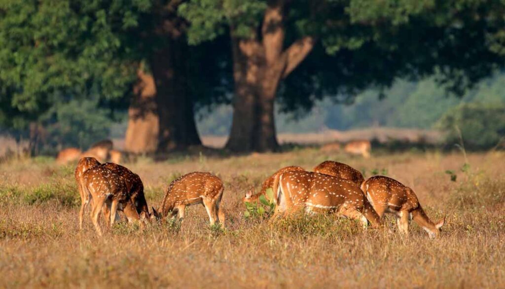 best safari destination in the world - Kanha National Park