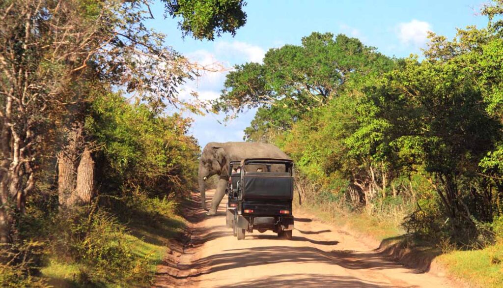 best safari destination in the world - Yala National Park