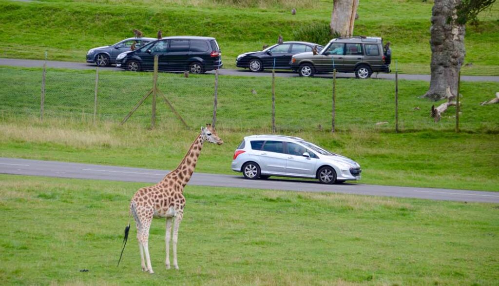 best safari destination in the world - Longleat Safari Park