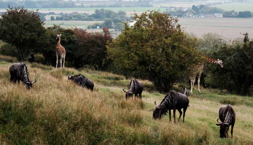 best safari destination in the world - Port Lympne Wild Animal Park