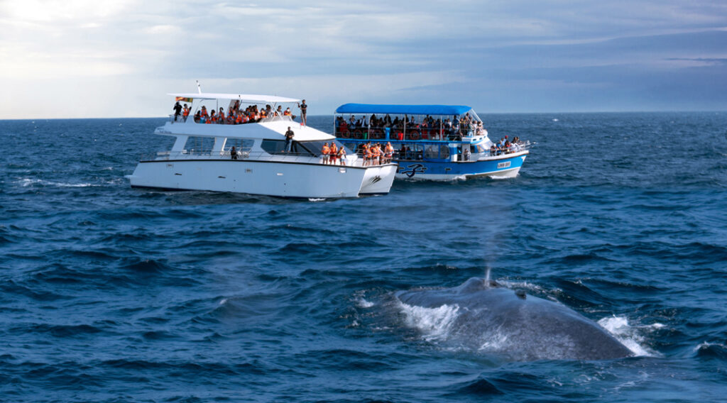 Things to do in Sri Lanka-Whale watching